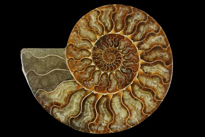 Cut & Polished Ammonite Fossil (Half) - Madagascar #158025